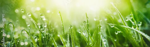Panel kuchenny z motywem Juicy lush green grass on meadow with drops of water dew in morning light in spring summer outdoors close-up macro, panorama. Beautiful artistic image of purity and freshness of nature, copy space.