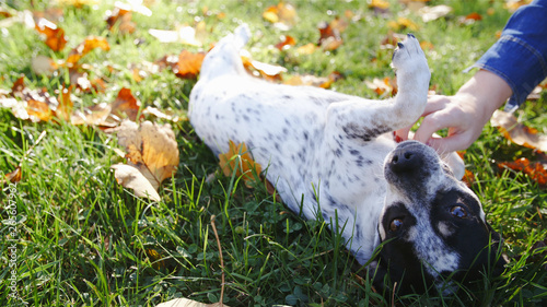 Cuddling small white dog on grass