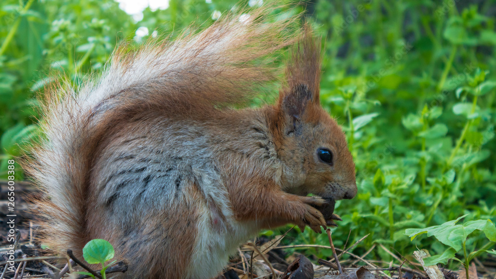 squirrel eating a nut in green grass squirrel eating a nut in green grass