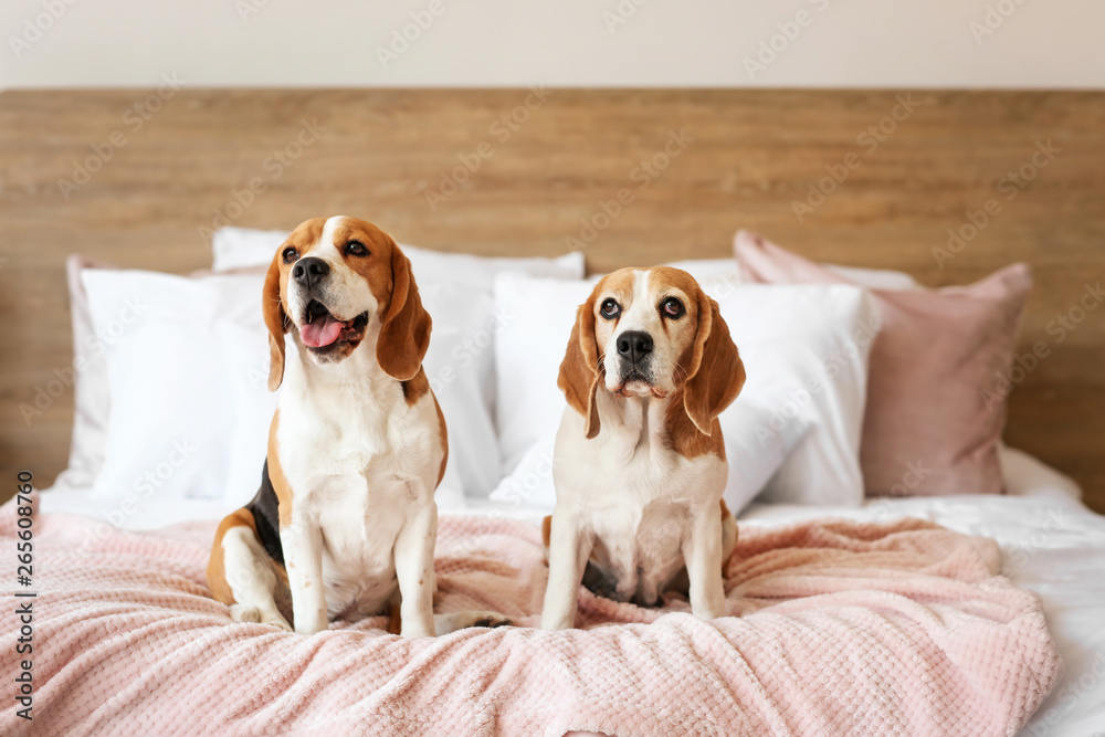 Cute dogs on bed at home
