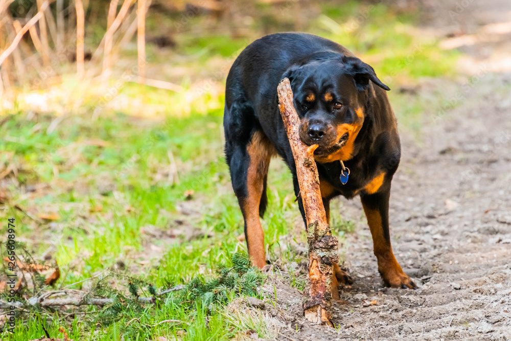Rottweiler Rottweiler
