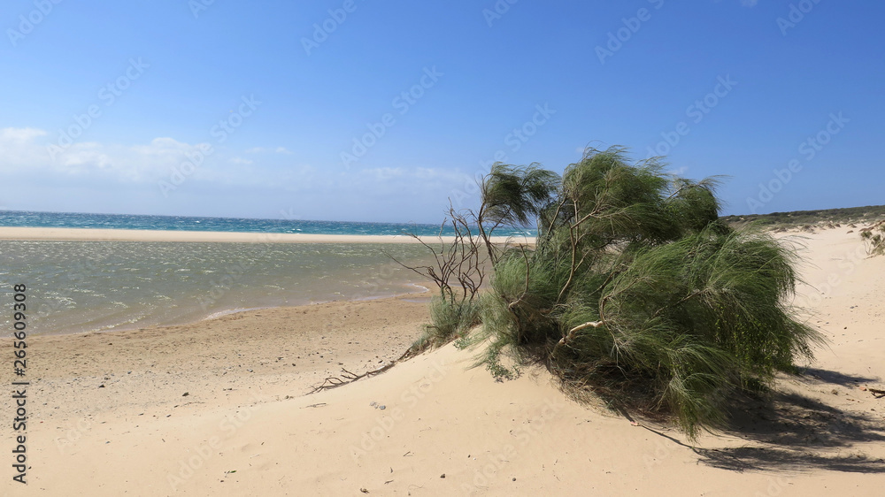 Windy day on sandy beach on Costa de la Luz Windy day on sandy beach on Costa de la Luz