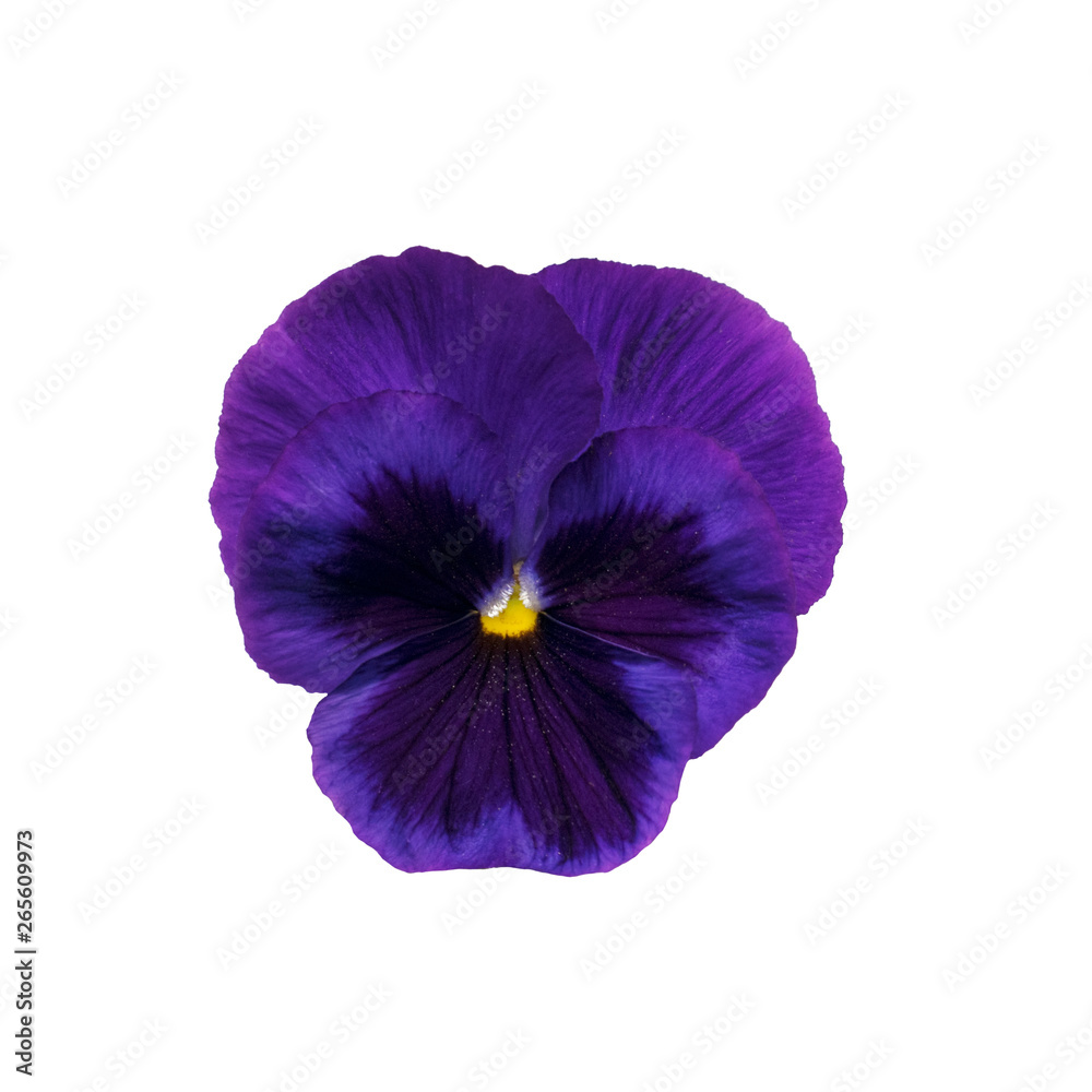 Pansy flower isolated on white background Pansy flower isolated on white background
