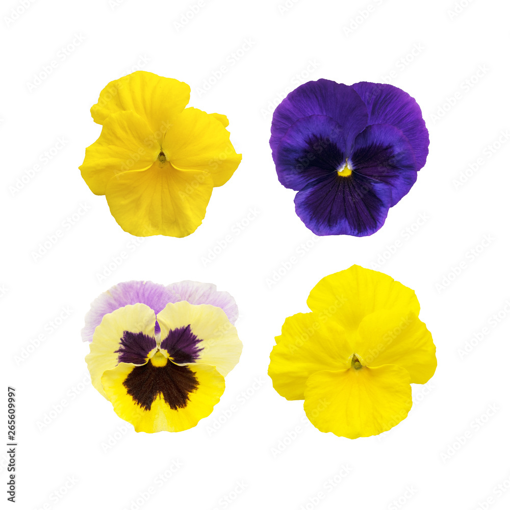 A variety of pansies on white isolated background