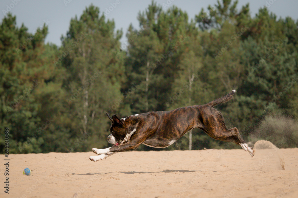 Boxer running after the ball Boxer running after the ball