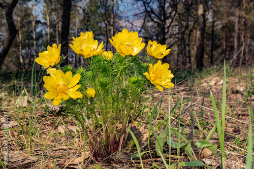 spring  flora  nature  forest  trees  branch  pines  glade  primroses  yellow  mountain flowers  Adonis  beauty