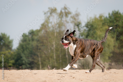 Happy dog galloping
