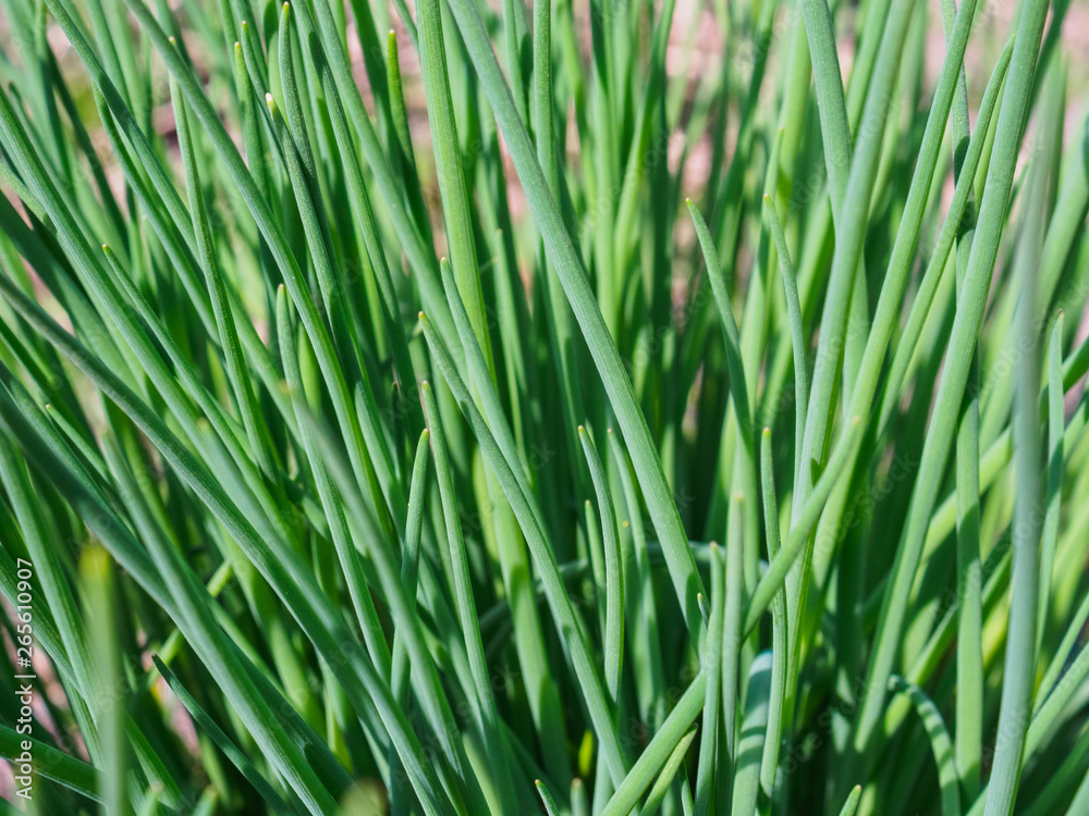 Wild onion grew in the spring in the garden Wild onion grew in the spring in the garden