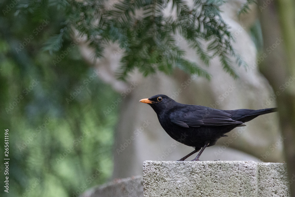 Fototapeta premium Turdus merula