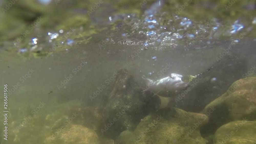 Trout Caught Trolling. Fish caught with spoon in his mouth slowly stretches fisherman. Underwater video Trout Caught Trolling. Fish caught with spoon in his mouth slowly stretches fisherman. Underwater video