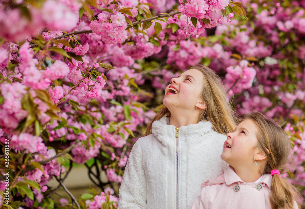 Fototapeta premium Botany concept. Kids enjoying cherry blossom sakura. Flowers soft pink clouds. Children enjoy warm spring. Girls posing near sakura. Lost in blossom. Kids on pink flowers of sakura tree background