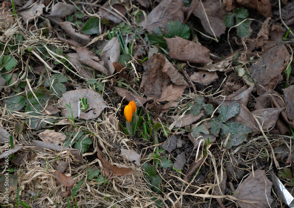 the first bud of yellow crocus in spring the first bud of yellow crocus in spring