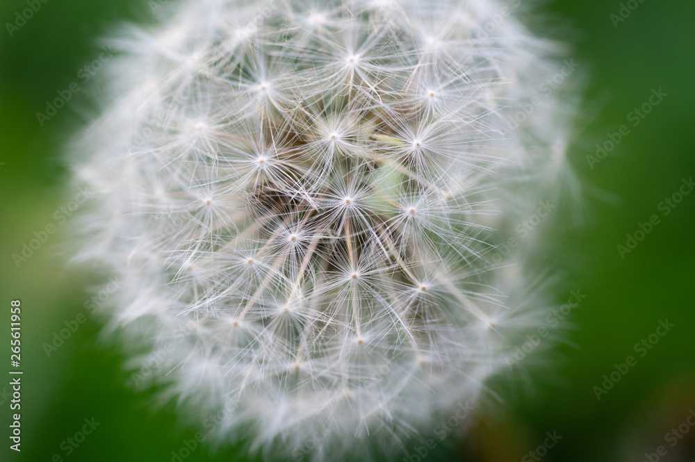 Fototapeta premium macro photograph of a flowered dandelion