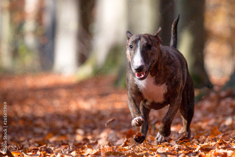 Bull Terrier in fall forest