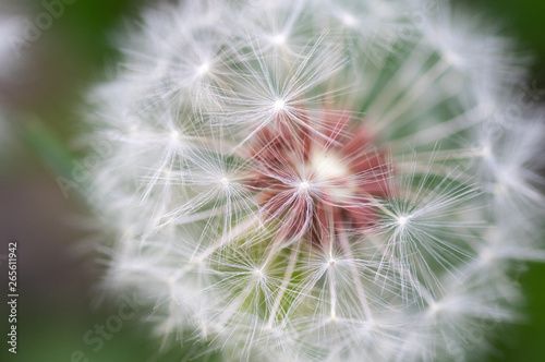 macro photograph of a flowered dandelion