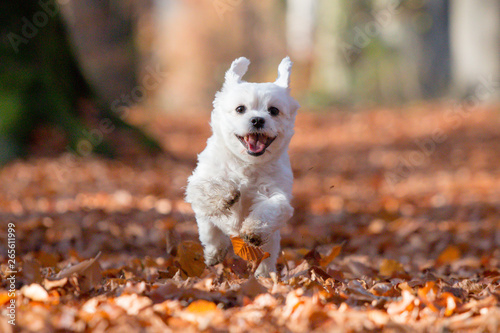 Maltese dog running in red leaves
