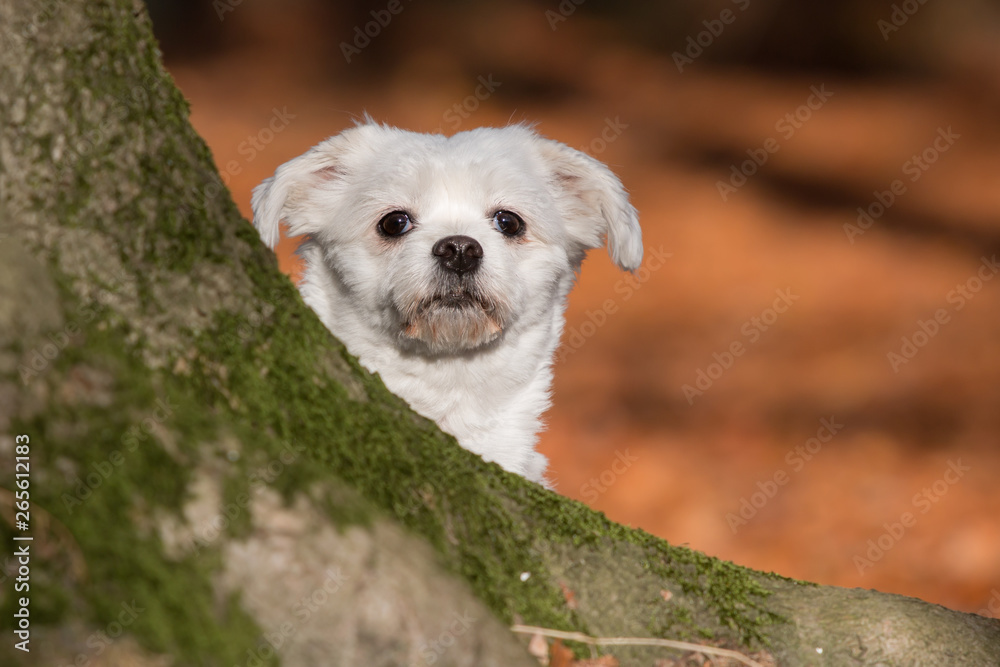 Boomer dog portrait with tree