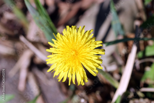 Makrofoto einer leuchtend gelben Löwenzahn-Blüte 