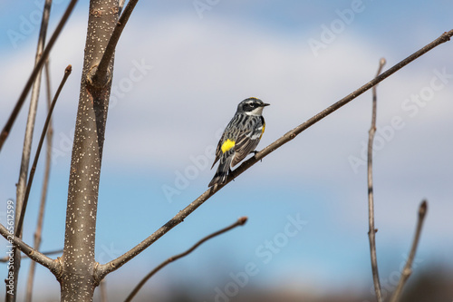 Paruline à croupion jaune, Yellow-rumped Warbler photo