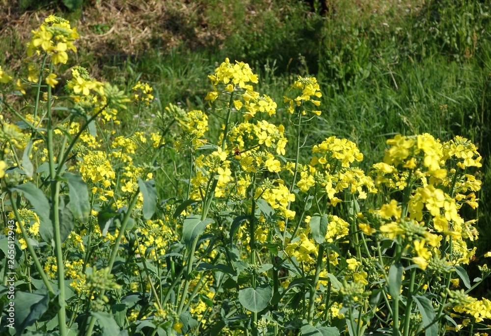 Obraz premium 菜の花