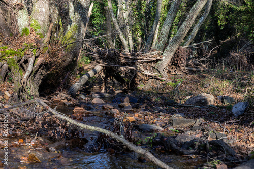 Obraz na płótnie creek in extremadura, spain w salonie