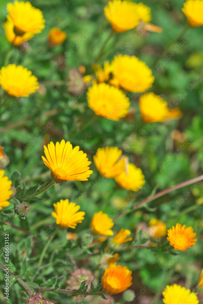 Green field with yellow spring flowers.