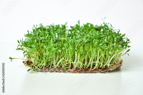 Clever healthy food greens. Microgreen cress salad Lepidium sativum. Annual plant, widely used in medicine and cooking. Dietary vegan food.
