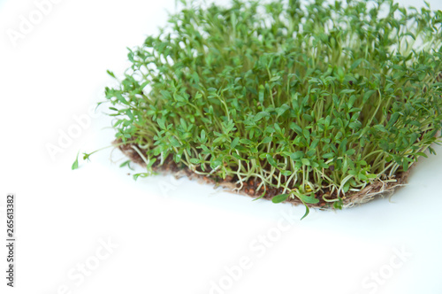 Clever healthy food greens. Microgreen cress salad Lepidium sativum. Annual plant, widely used in medicine and cooking. Dietary vegan food.