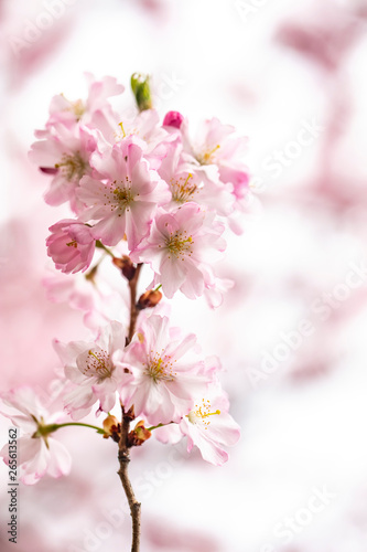 cherry tree in bloom 