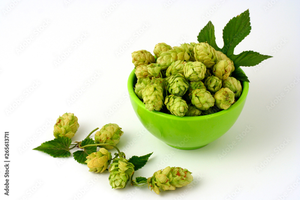 Hops (Humulus lupulus) Hops (Humulus lupulus)