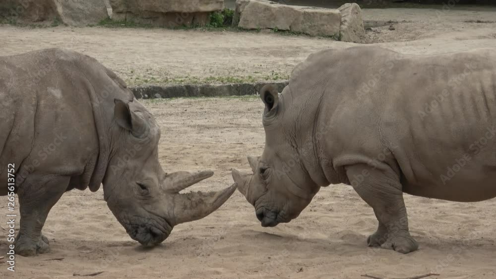 Southern white rhinoceros (Ceratotherium simum simum). Wildlife animal. Critically endangered animal species. Southern white rhinoceros (Ceratotherium simum simum). Wildlife animal. Critically endangered animal species.