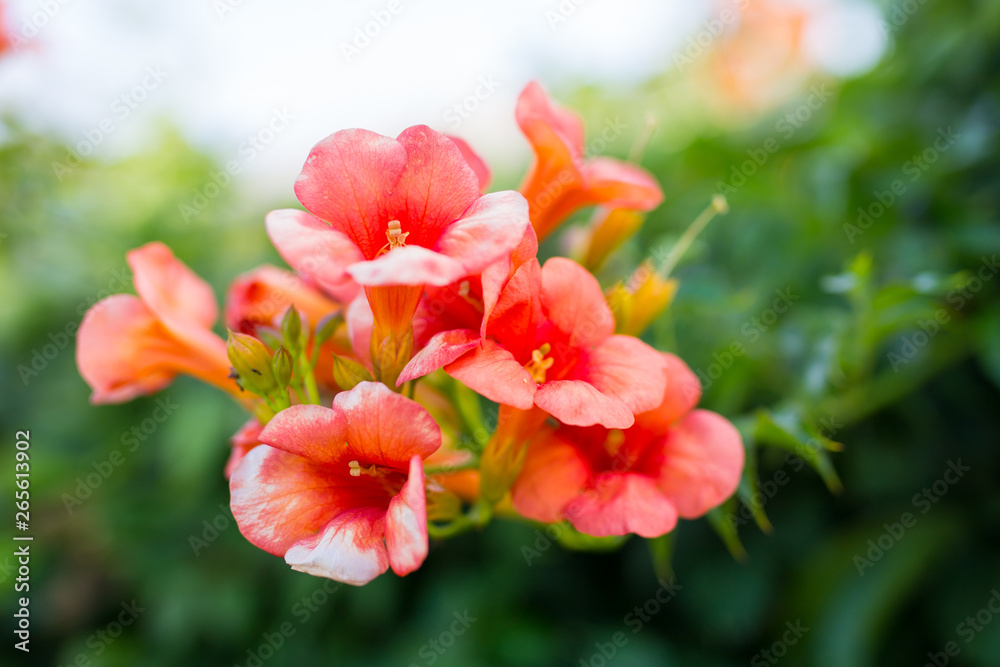Obraz premium Closeup of red trumpet vine flower