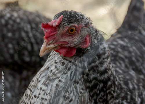 Portrait of a beautiful chicken of black and whitecolor in profile in a natural environment with a beautiful soft bokeh, close-up shot of a macro photo