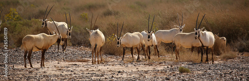 Group of Arabian oryx in semi-desert steppe of Jordan