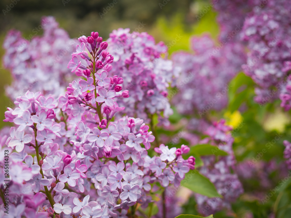 Beautiful purple flowers in the garden in spring Beautiful purple flowers in the garden in spring