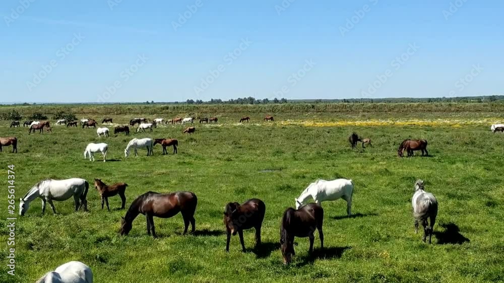 Purebred andalusian spanish horses, mares and foals grazing in 