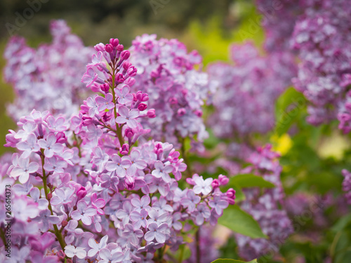 Beautiful purple flowers in the garden in spring