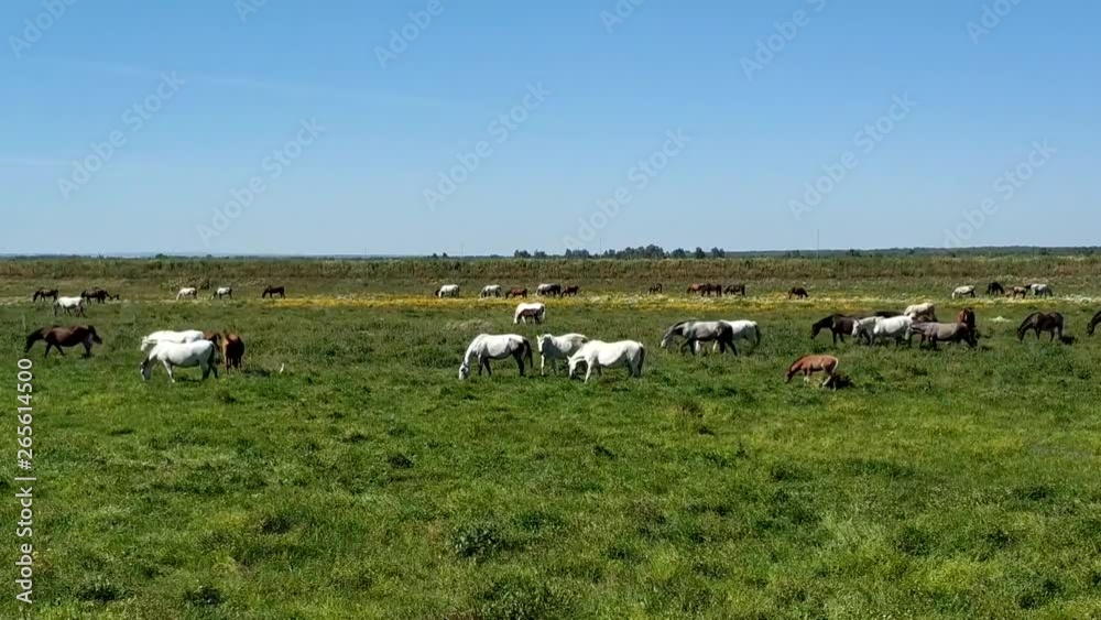 Purebred andalusian spanish horses, mares and foals grazing in Purebred andalusian spanish horses, mares and foals grazing in