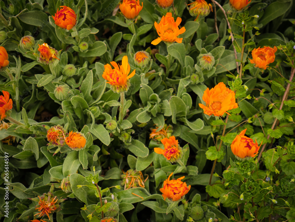 Growing orange garden flowers in spring