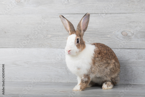 Large white and brown rabbits are sitting with a wood grain background.