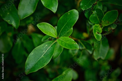 Wallpaper Mural Leaf close up Torontodigital.ca