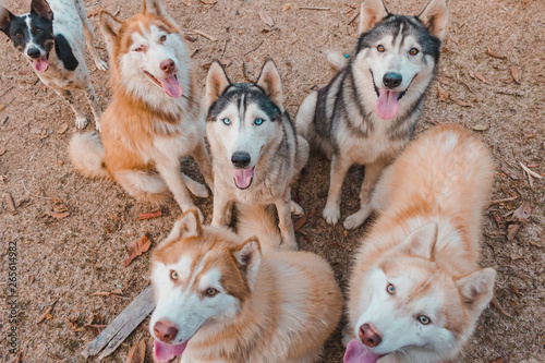 Siberian husky flocks is waiting for it s boss to give food because it wants to eat.