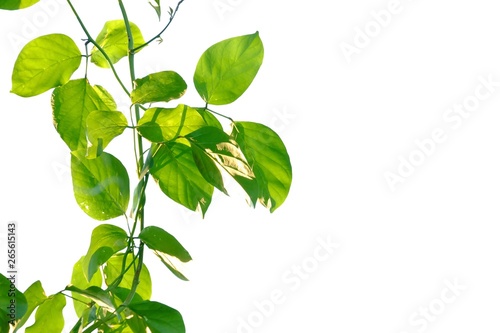 Vine plant with leaves branches growing in a garden on white isolated background for green foliage backdrop 
