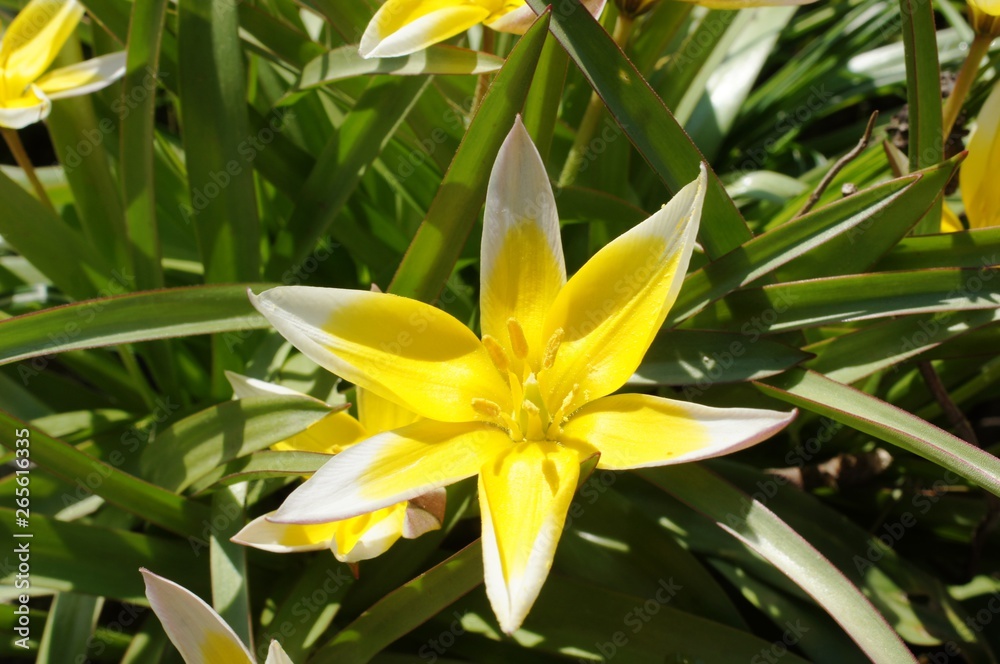 Obraz premium crocus,bloom in spring such as winter aconite, snowdrop, tulips, crocus, 