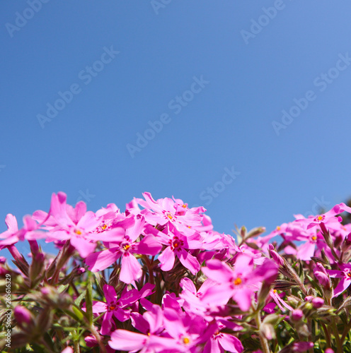 Beautiful pink flowers  Phlox  in spring against blue sky