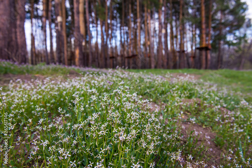 Fototapeta Naklejka Na Ścianę i Meble -  wildflowers - four-leaf, purple and white on the edge of a pine forest