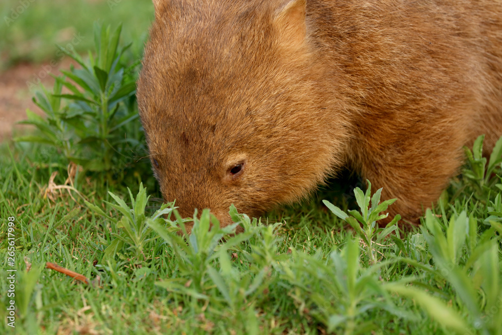 Fototapeta premium Wombat beim Grasen