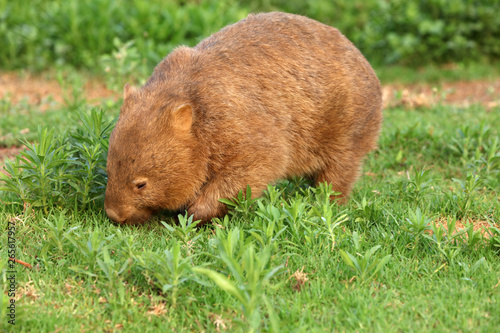 Wombat beim Grasen