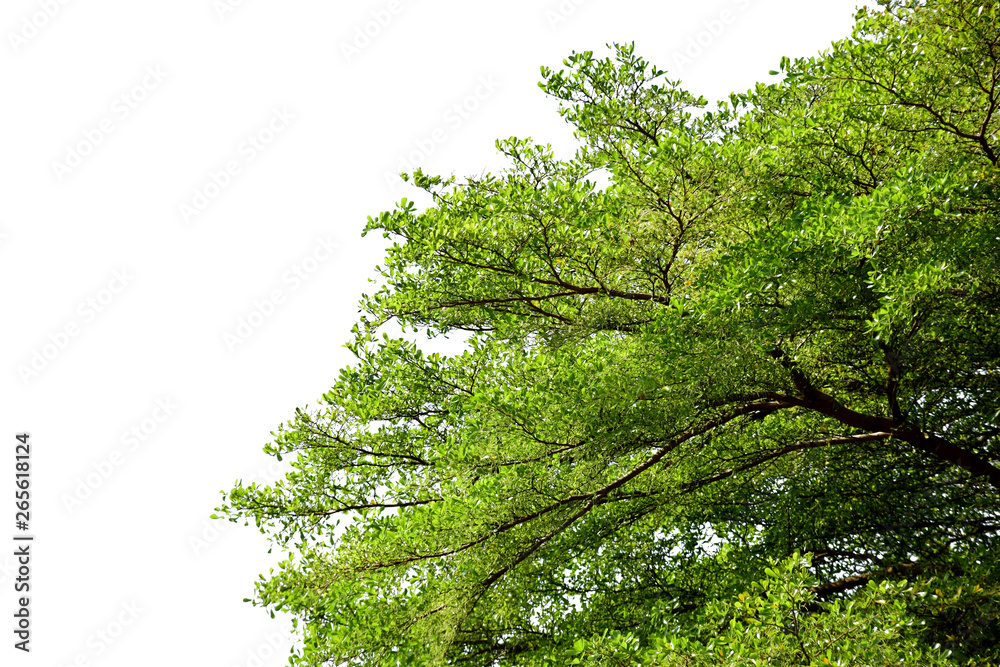 Fototapeta premium Green tree on white isolated background
