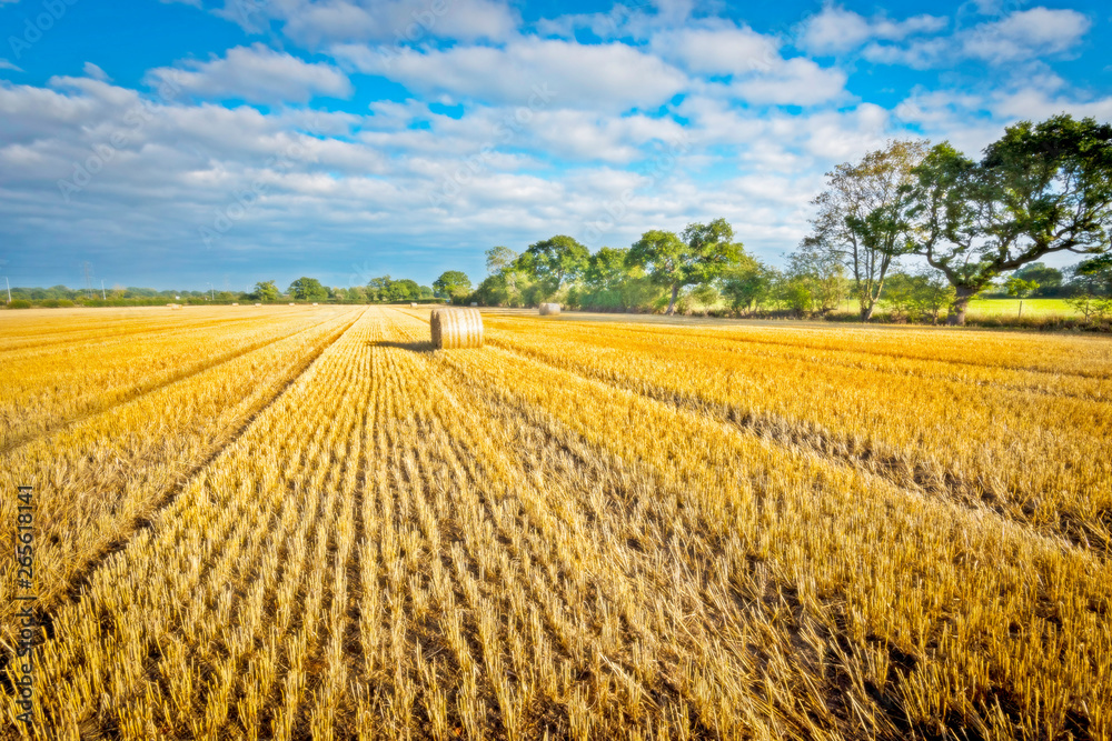 Post Harvest cornfield with bale and blue sky